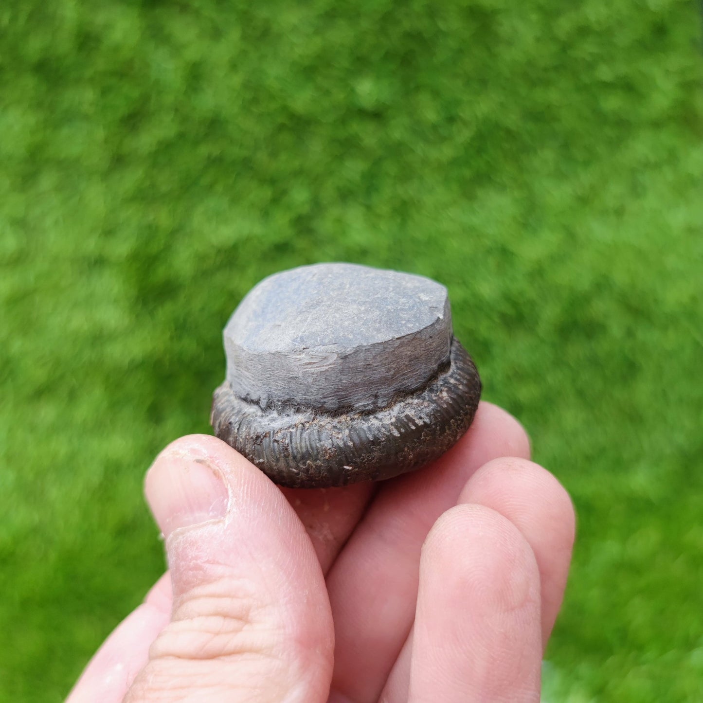 Ammonite fossil North Yorkshire UK - North Yorkshire Fossils