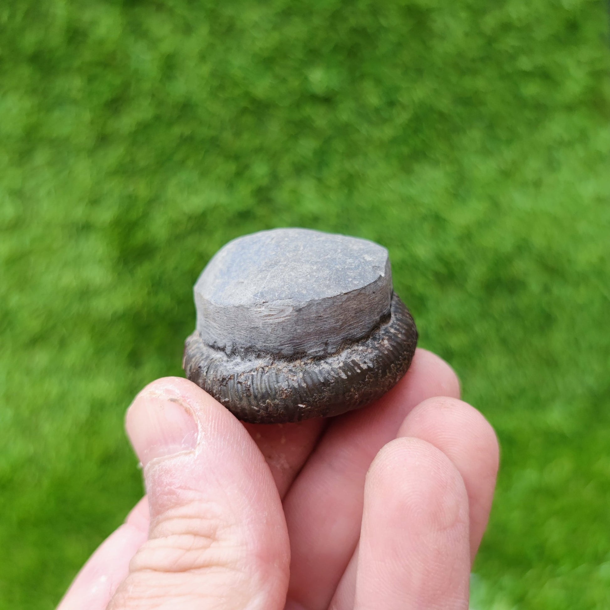 Ammonite fossil North Yorkshire UK - North Yorkshire Fossils
