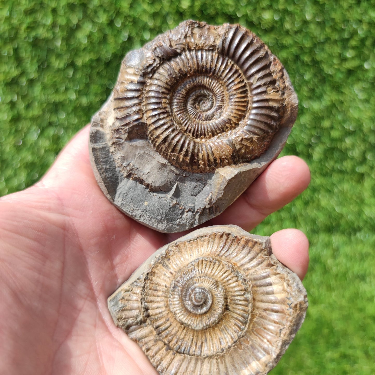 Ammonite fossil pair Yorkshire - North Yorkshire Fossils