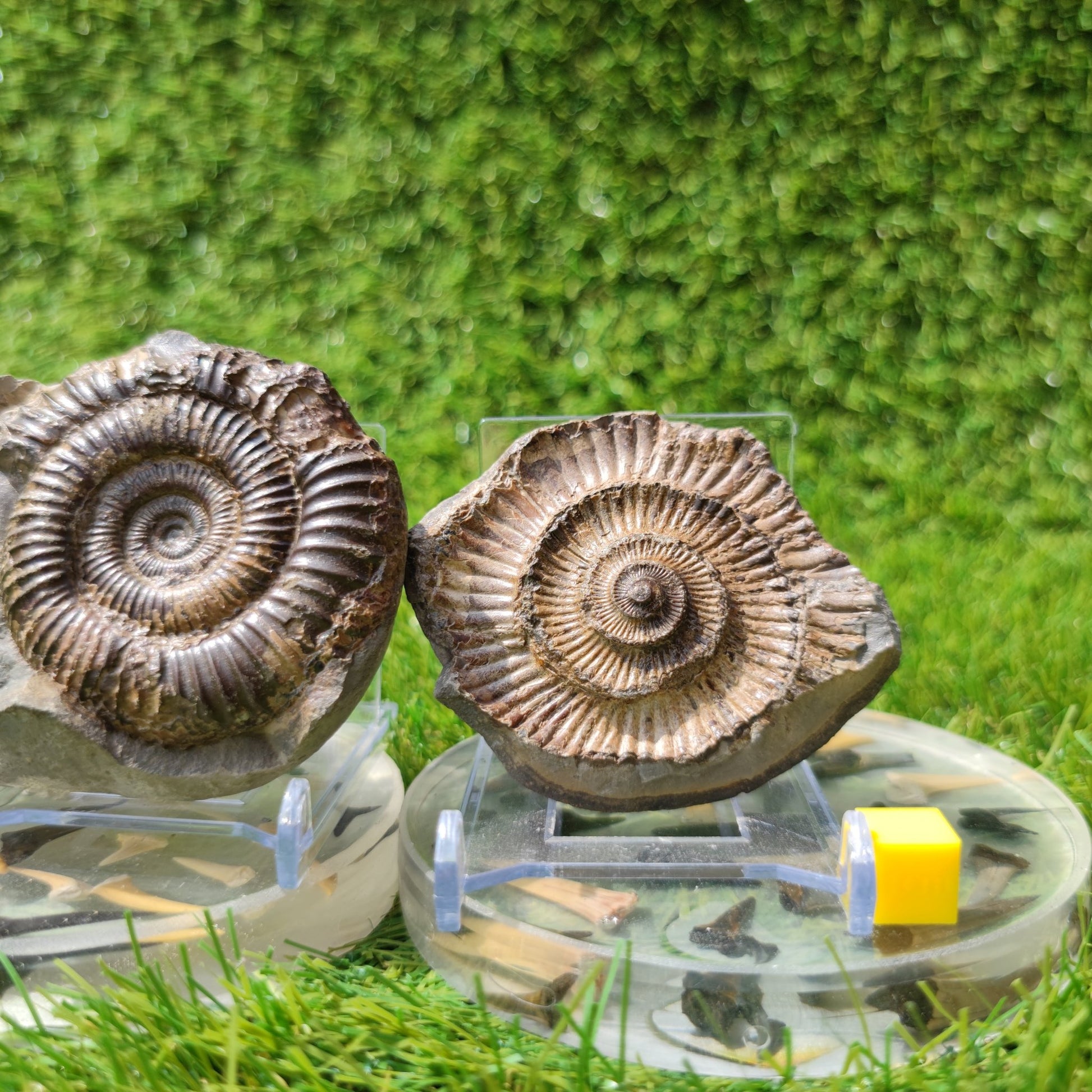 Ammonite fossil pair Yorkshire - North Yorkshire Fossils