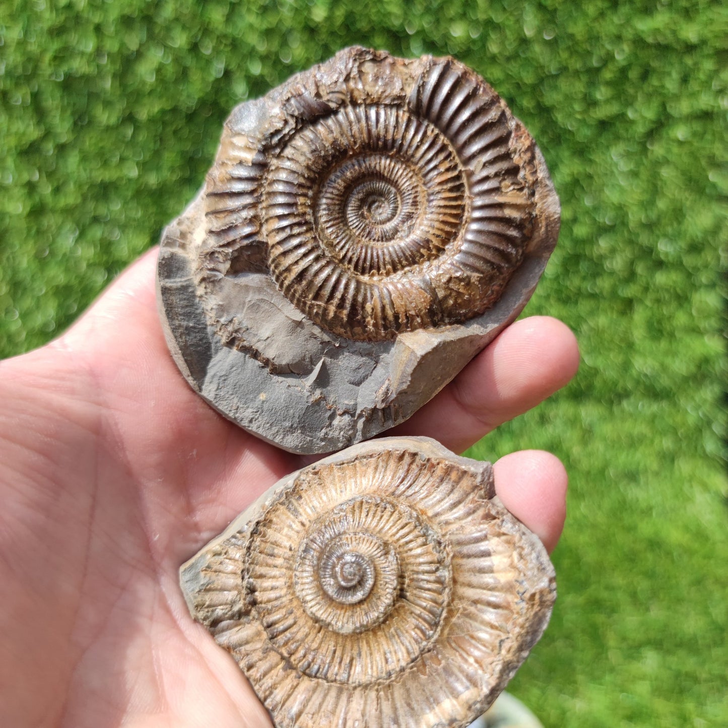 Ammonite fossil pair Yorkshire - North Yorkshire Fossils