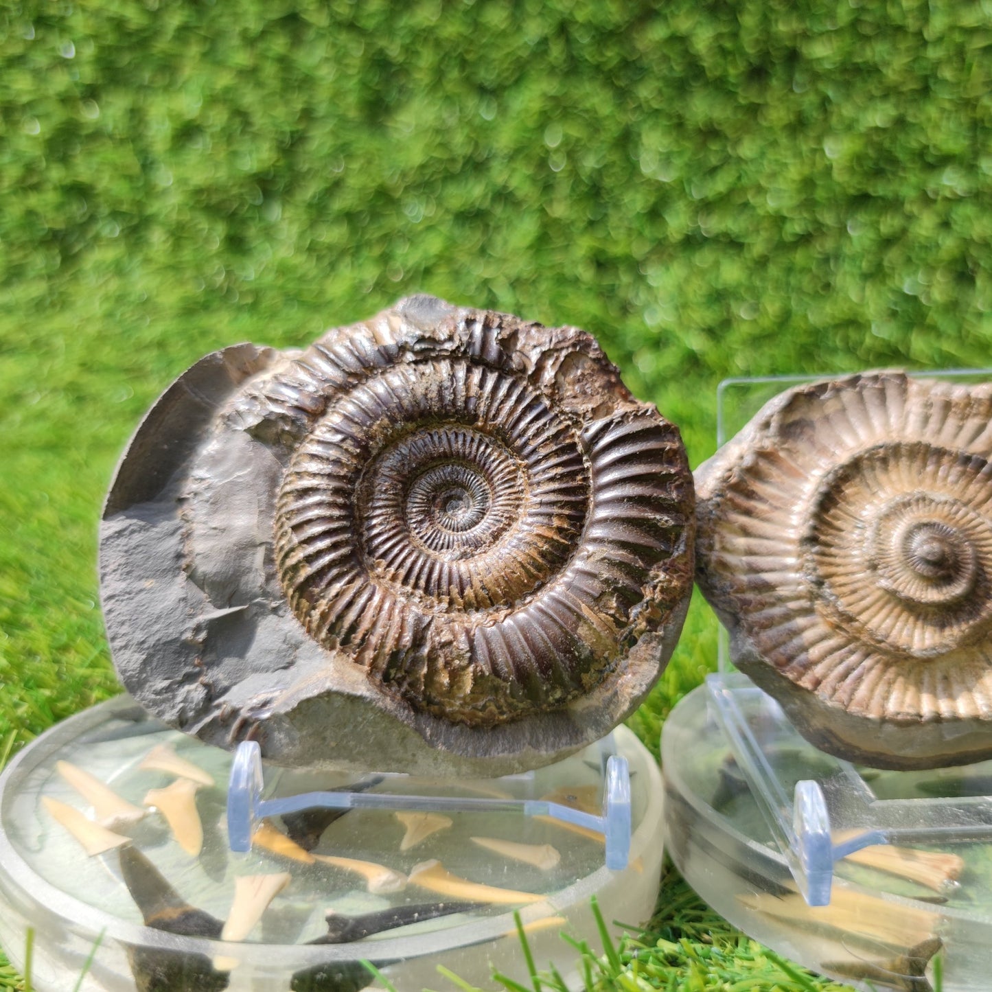 Ammonite fossil pair Yorkshire - North Yorkshire Fossils