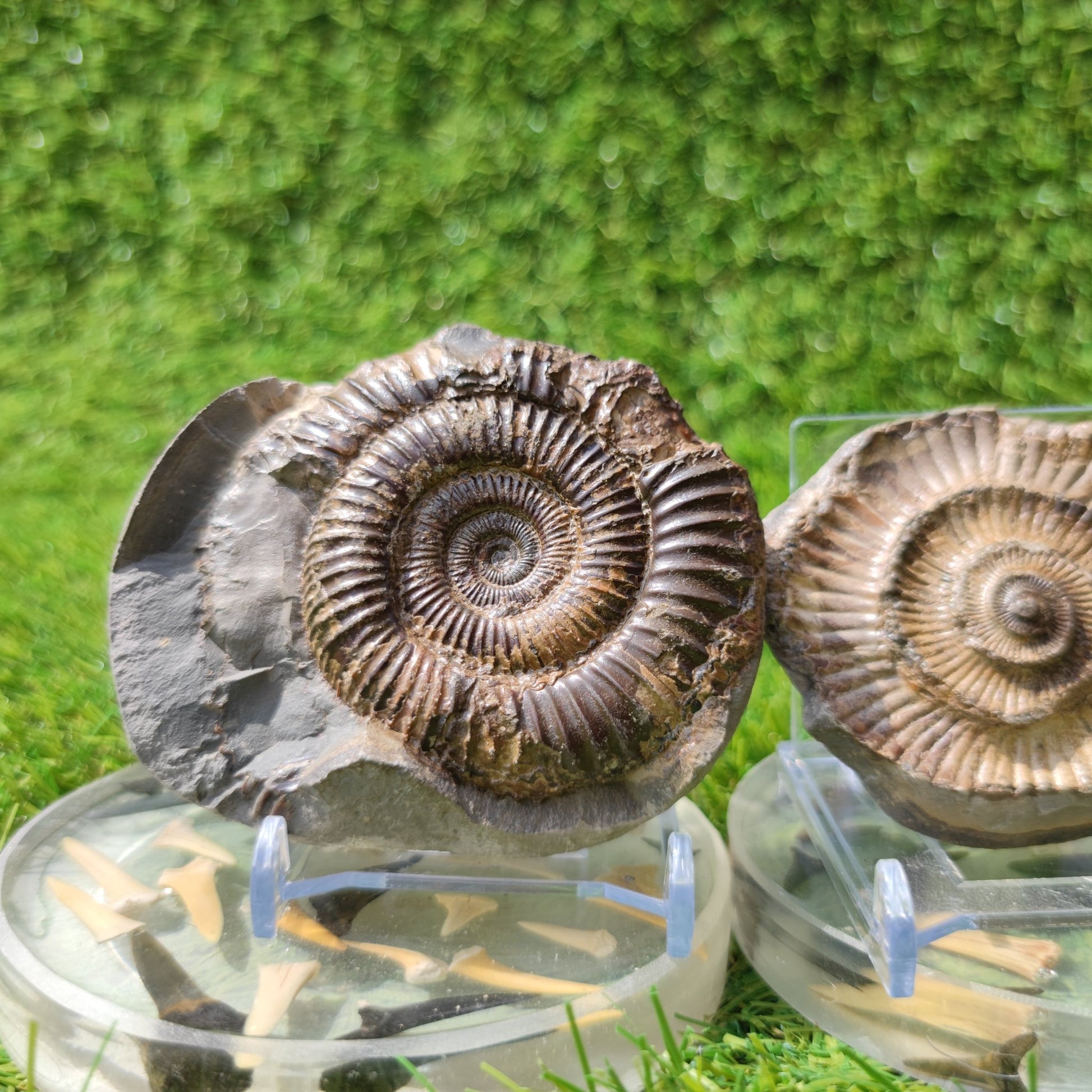 Ammonite fossil pair Yorkshire - North Yorkshire Fossils