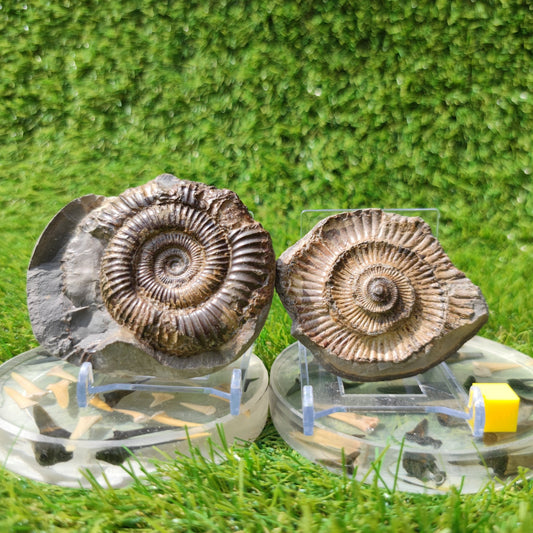 Ammonite fossil pair Yorkshire - North Yorkshire Fossils