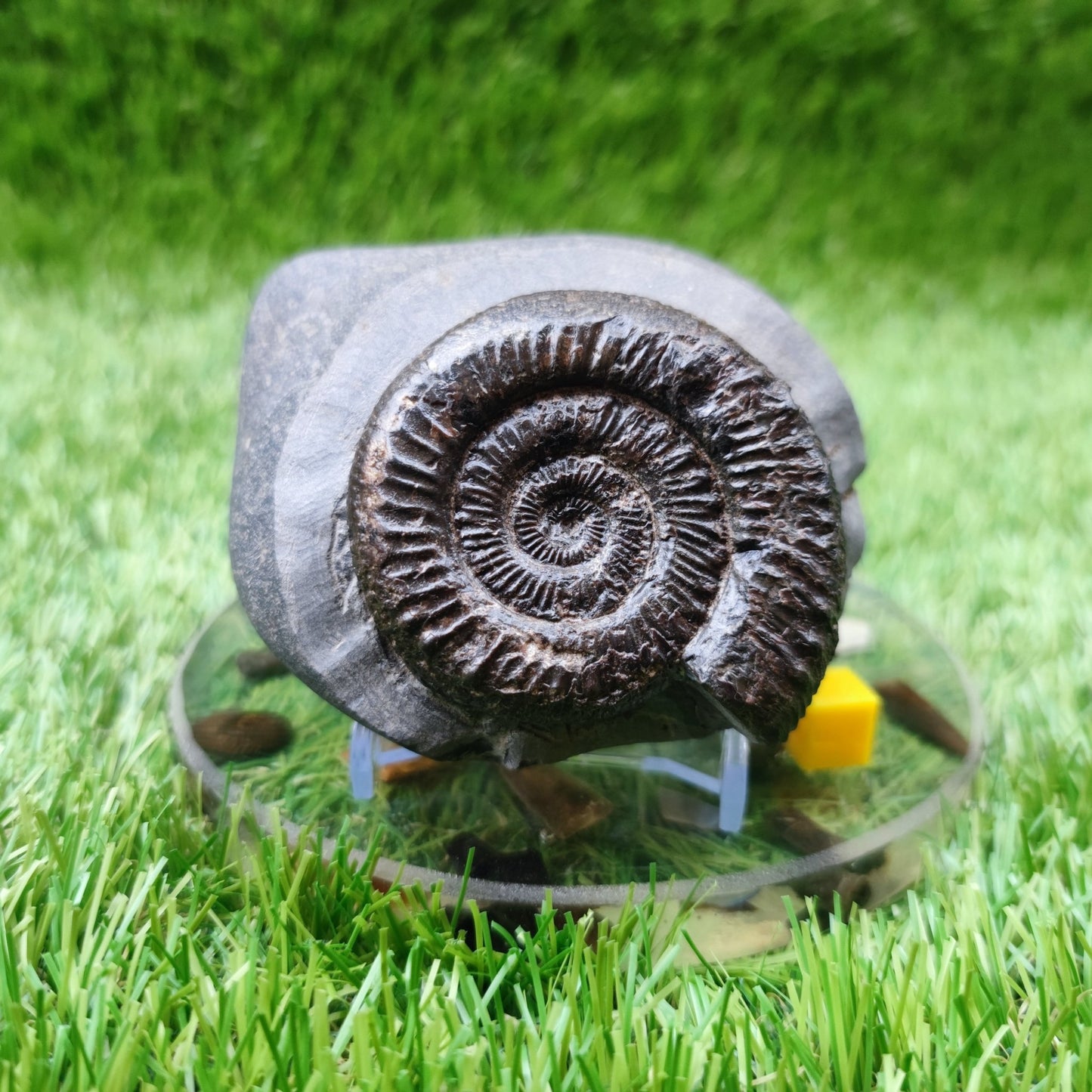Ammonite fossil peronoceras North Yorkshire fossils - North Yorkshire Fossils