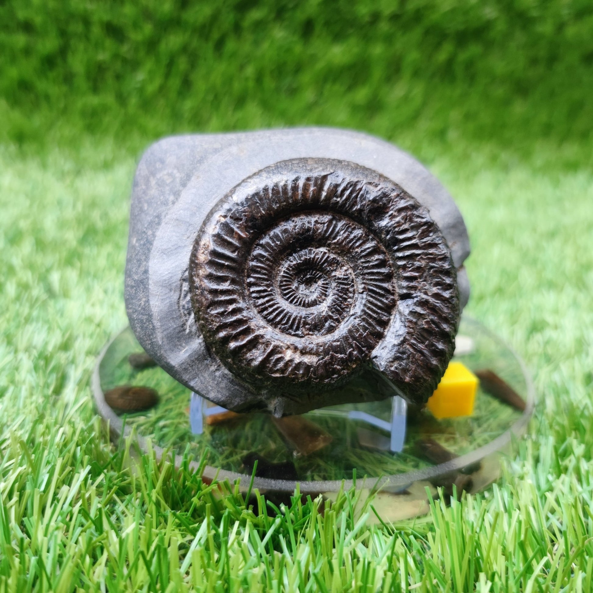 Ammonite fossil peronoceras North Yorkshire fossils - North Yorkshire Fossils