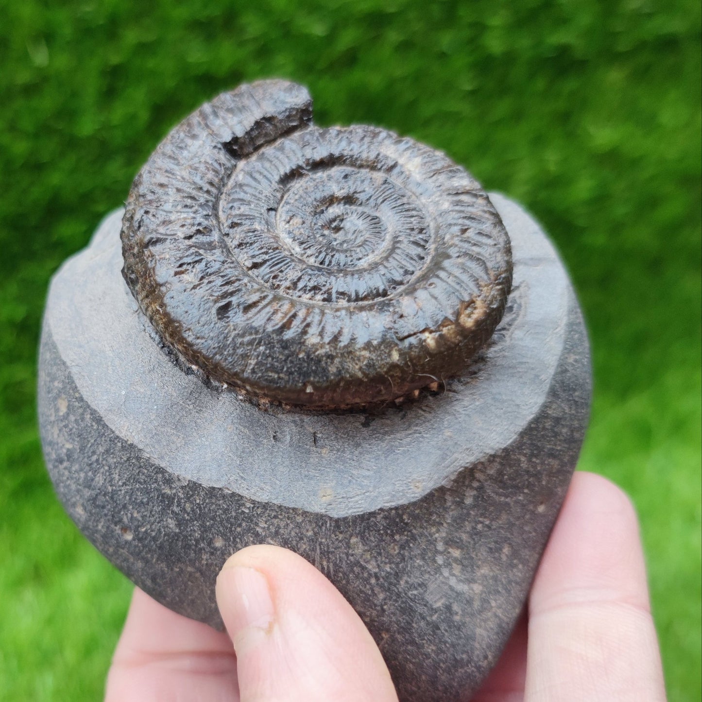 Ammonite fossil peronoceras North Yorkshire fossils - North Yorkshire Fossils