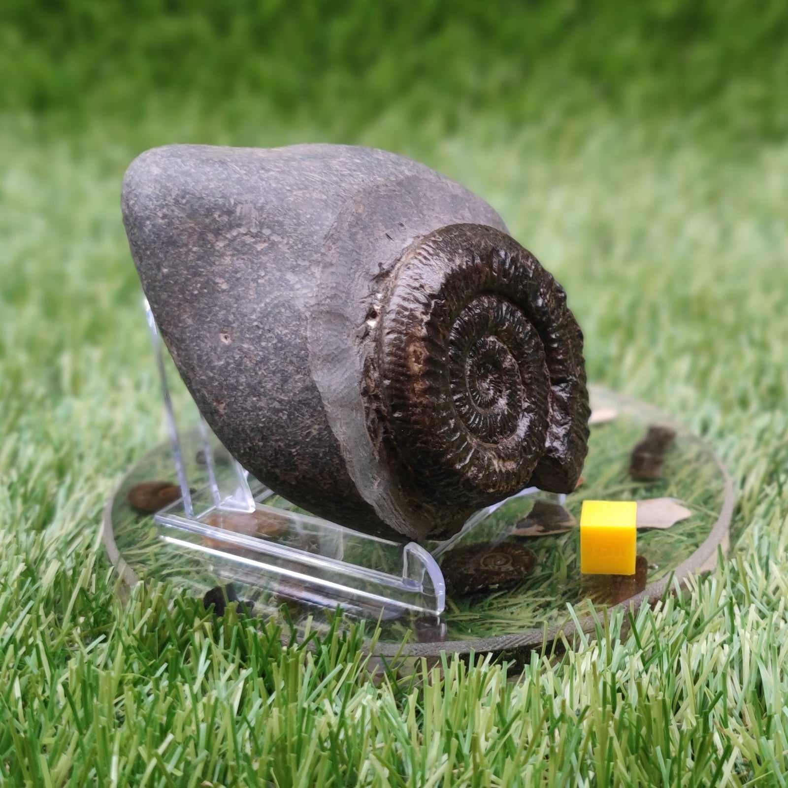 Ammonite fossil peronoceras North Yorkshire fossils - North Yorkshire Fossils