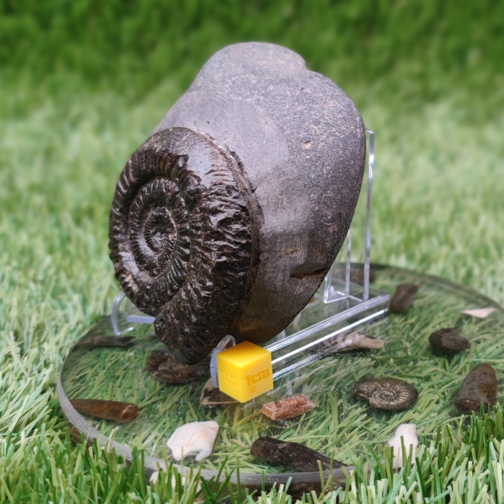 Ammonite fossil peronoceras North Yorkshire fossils - North Yorkshire Fossils
