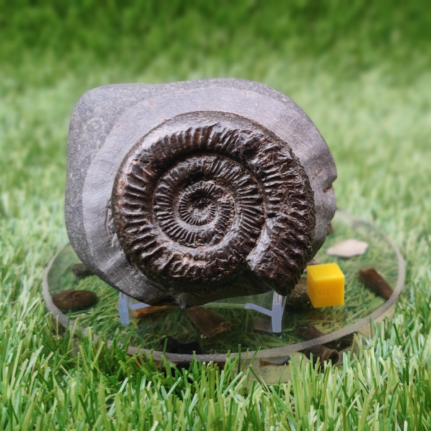 Ammonite fossil peronoceras North Yorkshire fossils - North Yorkshire Fossils