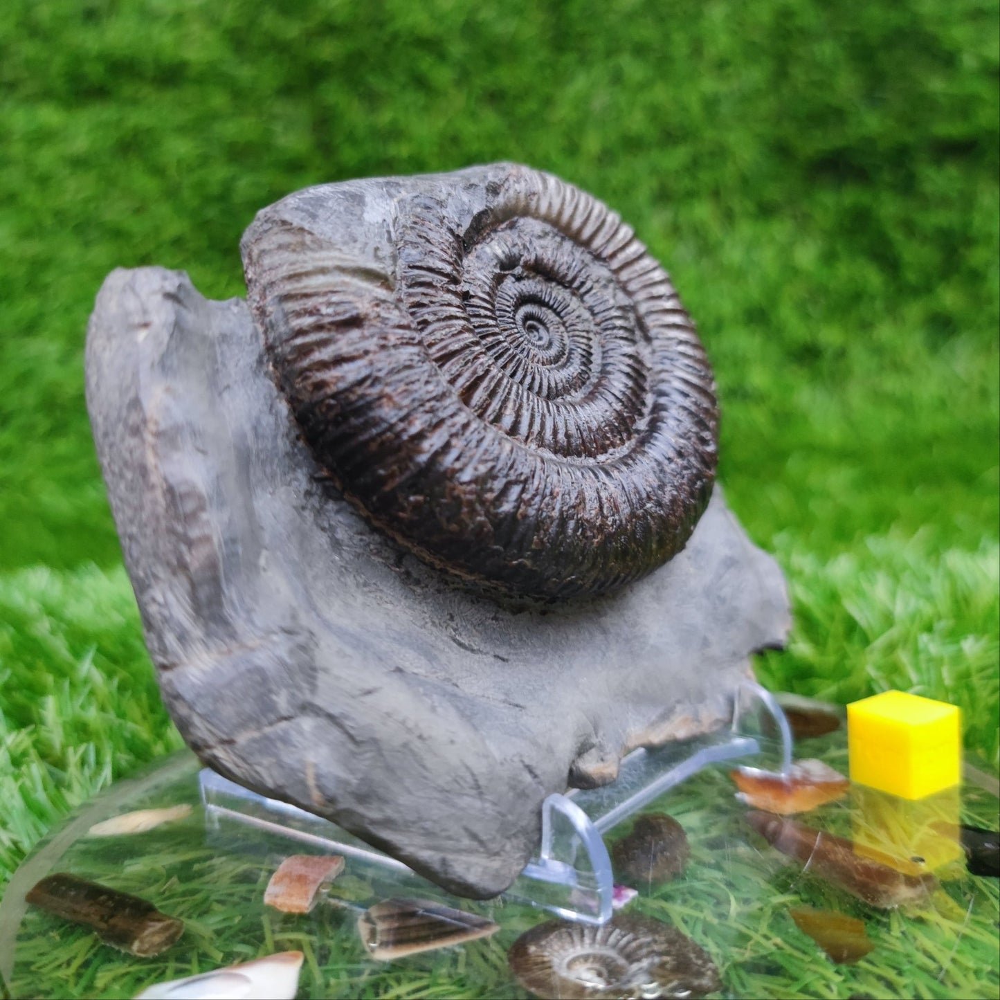 Ammonite fossil Peronoceras Whitby North Yorkshire Fossils - North Yorkshire Fossils