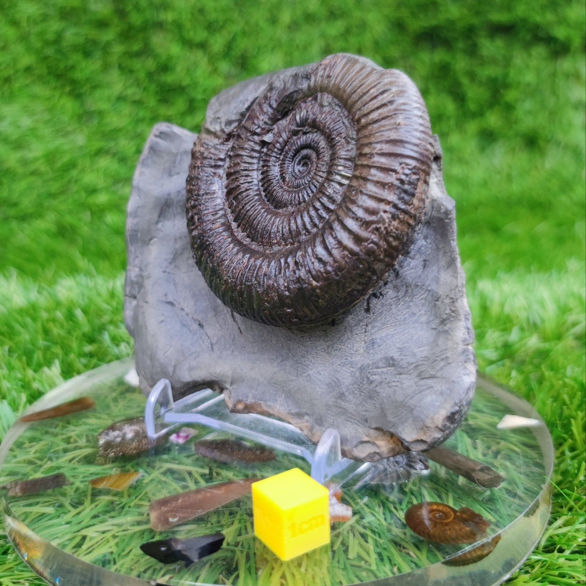 Ammonite fossil Peronoceras Whitby North Yorkshire Fossils - North Yorkshire Fossils