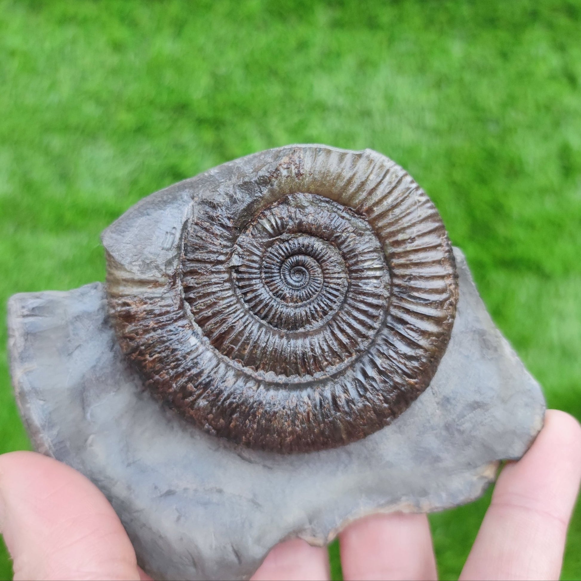 Ammonite fossil Peronoceras Whitby North Yorkshire Fossils - North Yorkshire Fossils