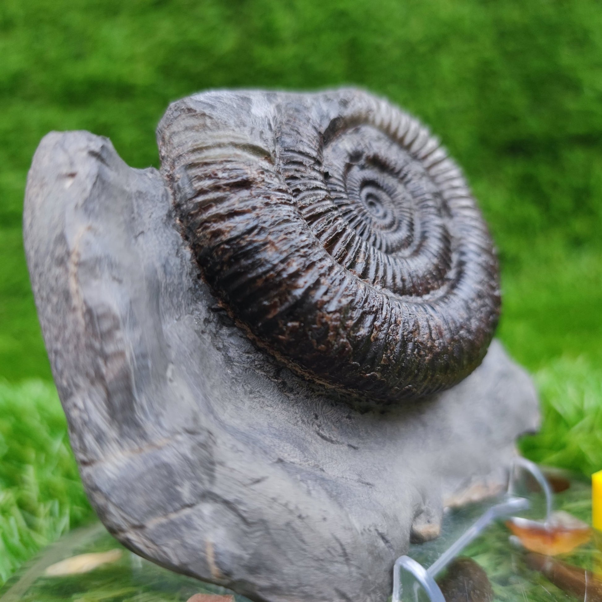 Ammonite fossil Peronoceras Whitby North Yorkshire Fossils - North Yorkshire Fossils