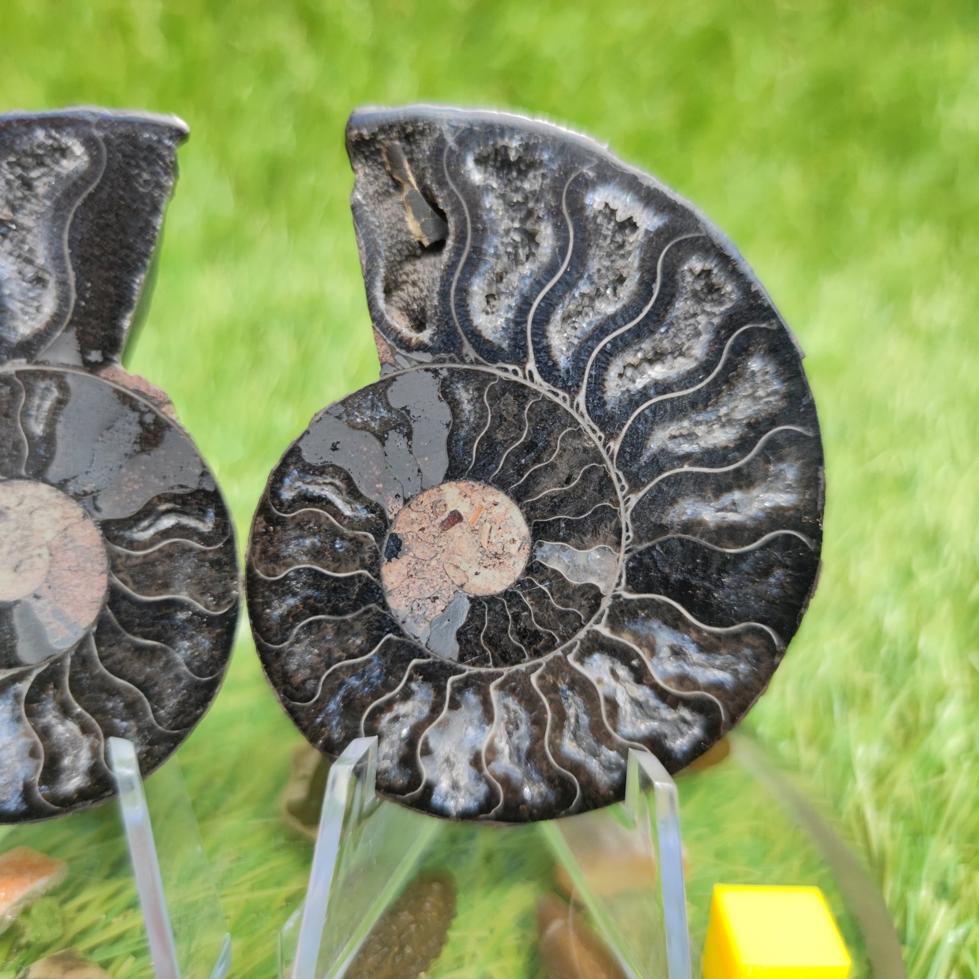 Ammonite fossil polished - North Yorkshire Fossils