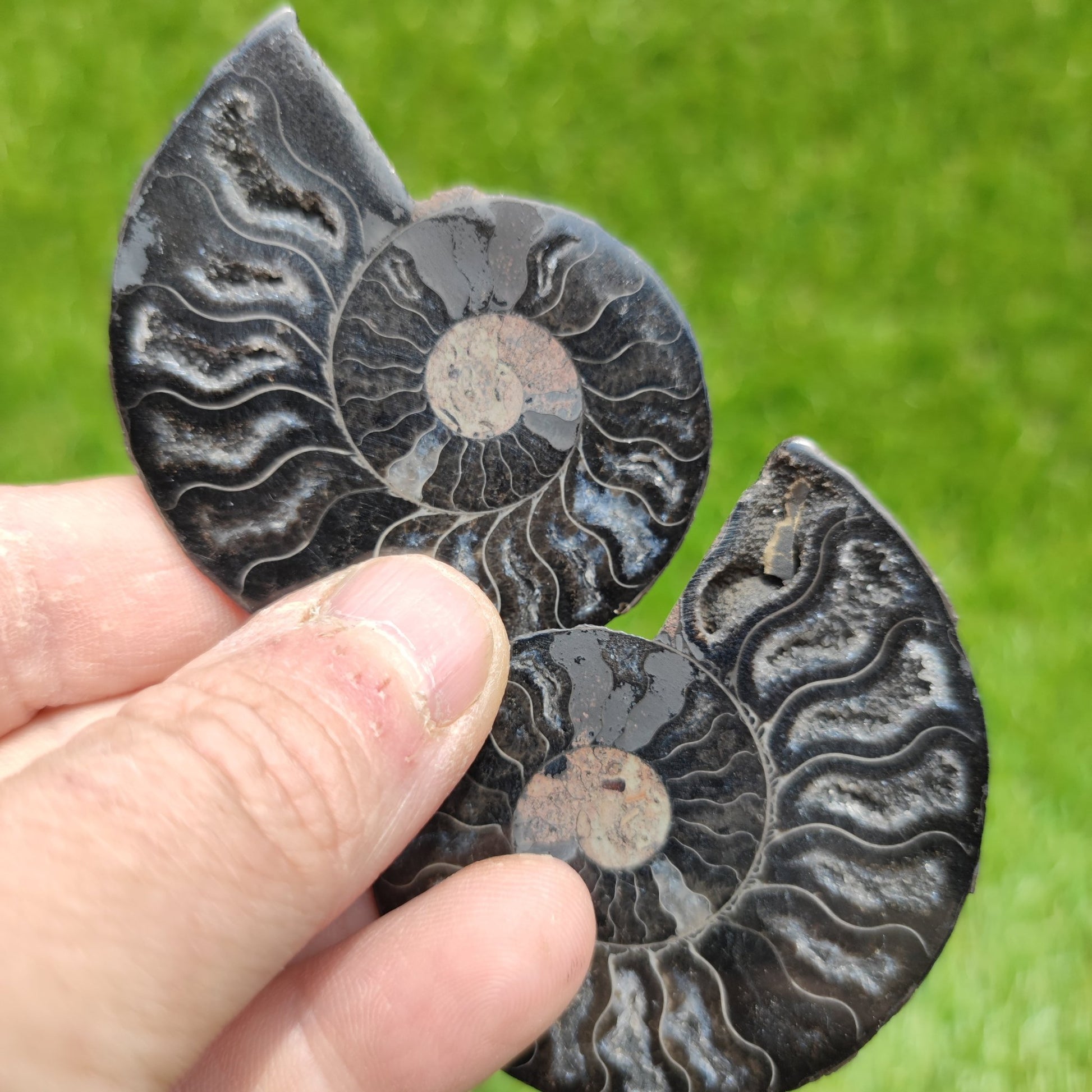 Ammonite fossil polished - North Yorkshire Fossils