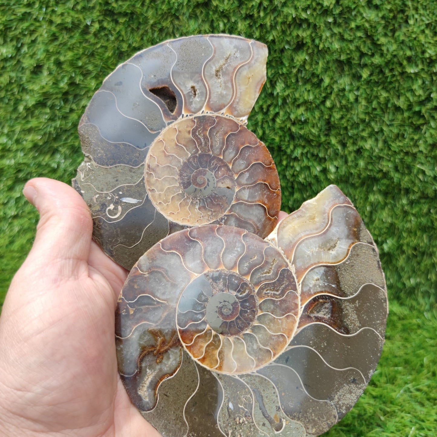 Ammonite fossil polished large - North Yorkshire Fossils