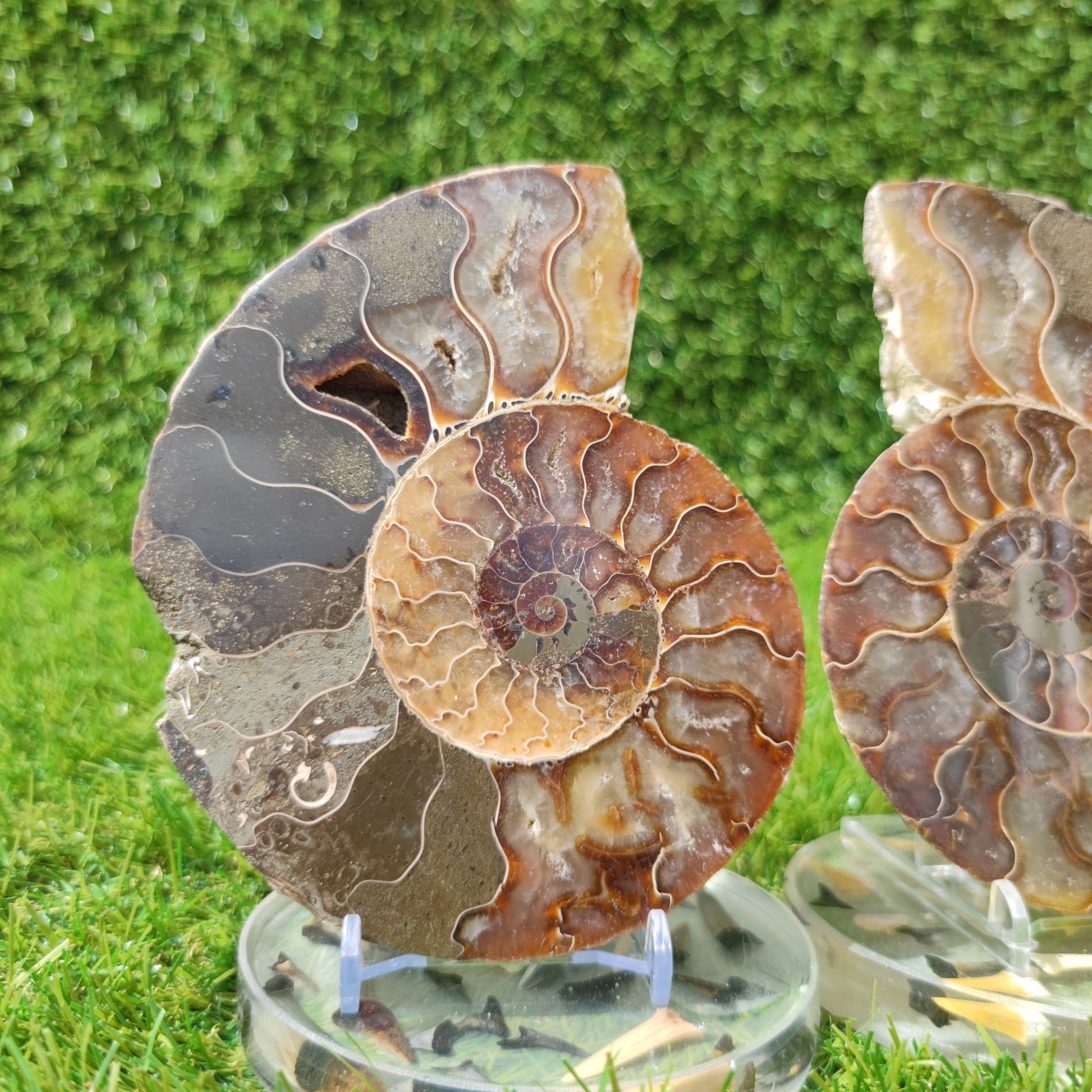 Ammonite fossil polished large - North Yorkshire Fossils