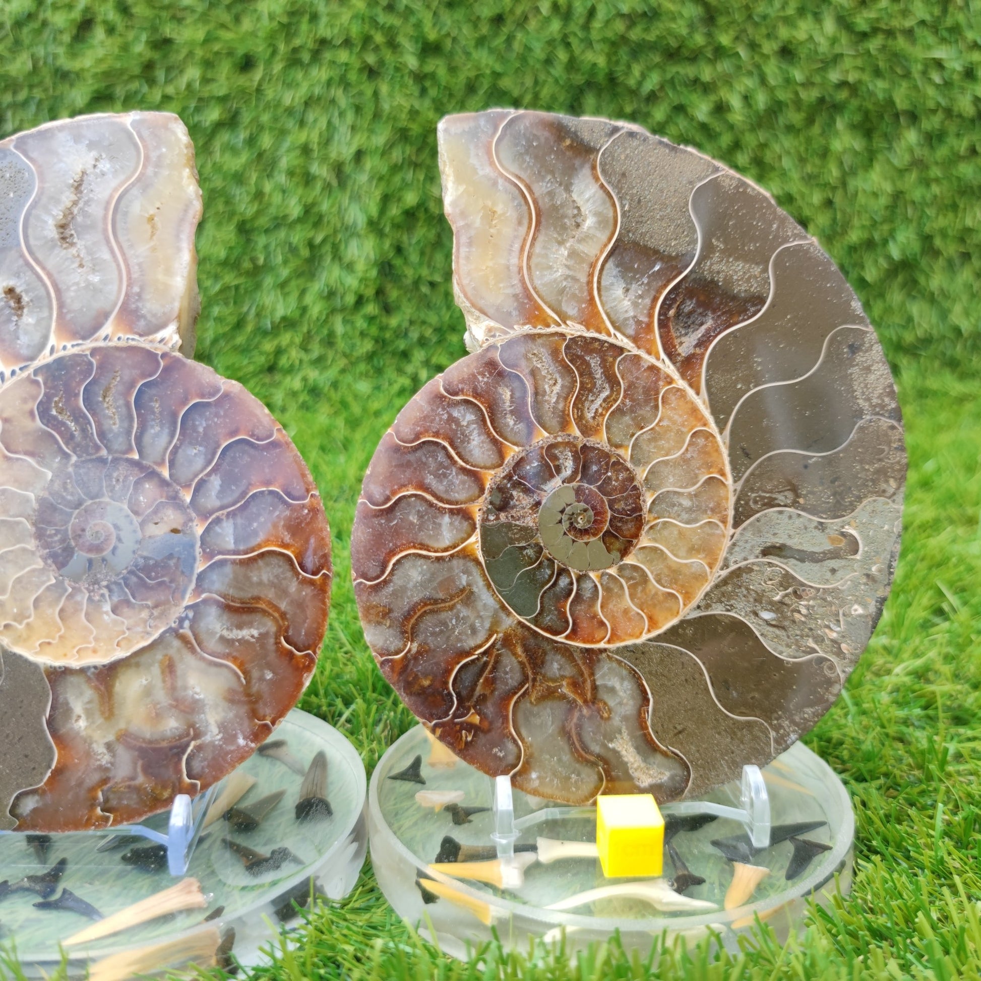Ammonite fossil polished large - North Yorkshire Fossils