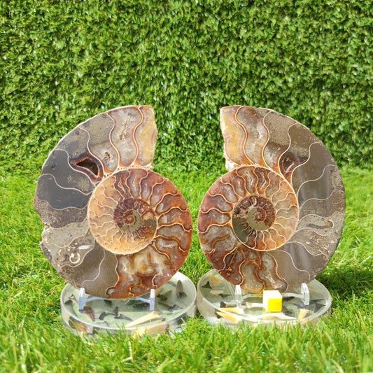 Ammonite fossil polished large - North Yorkshire Fossils