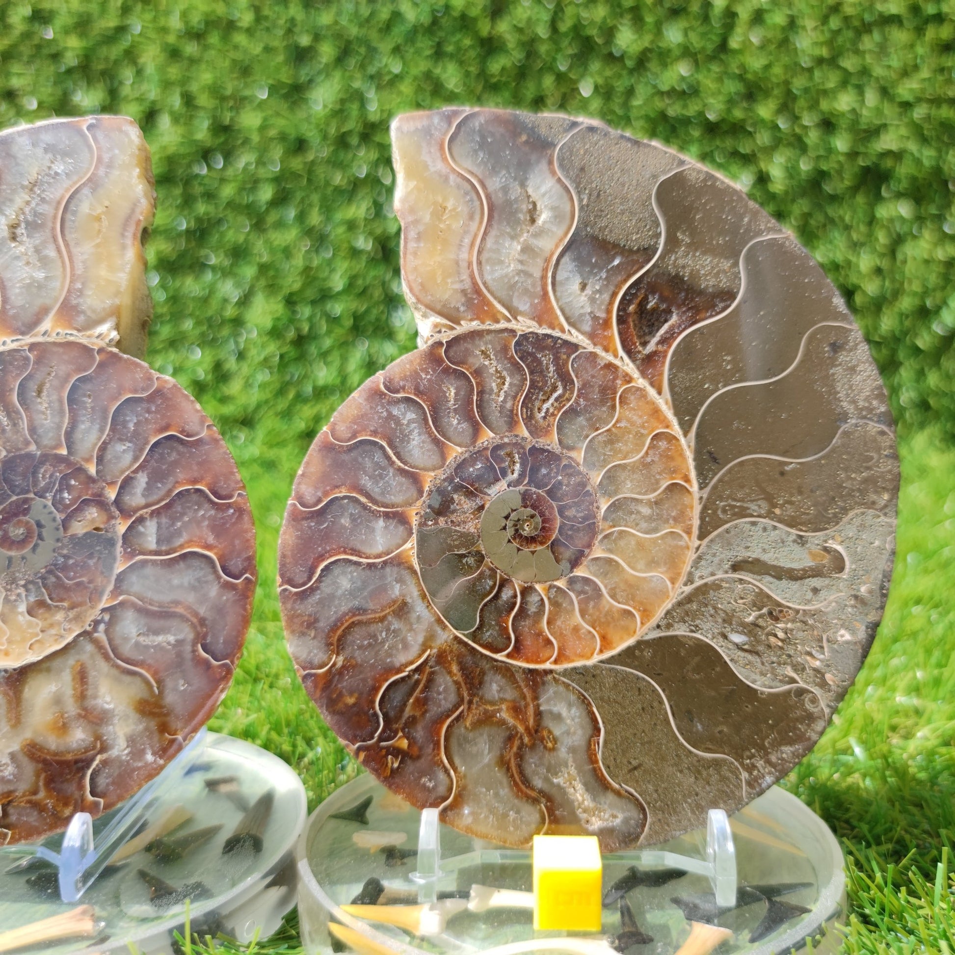 Ammonite fossil polished large - North Yorkshire Fossils