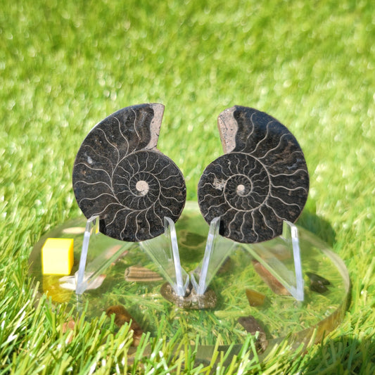 Ammonite fossil polished Madagascar - North Yorkshire Fossils