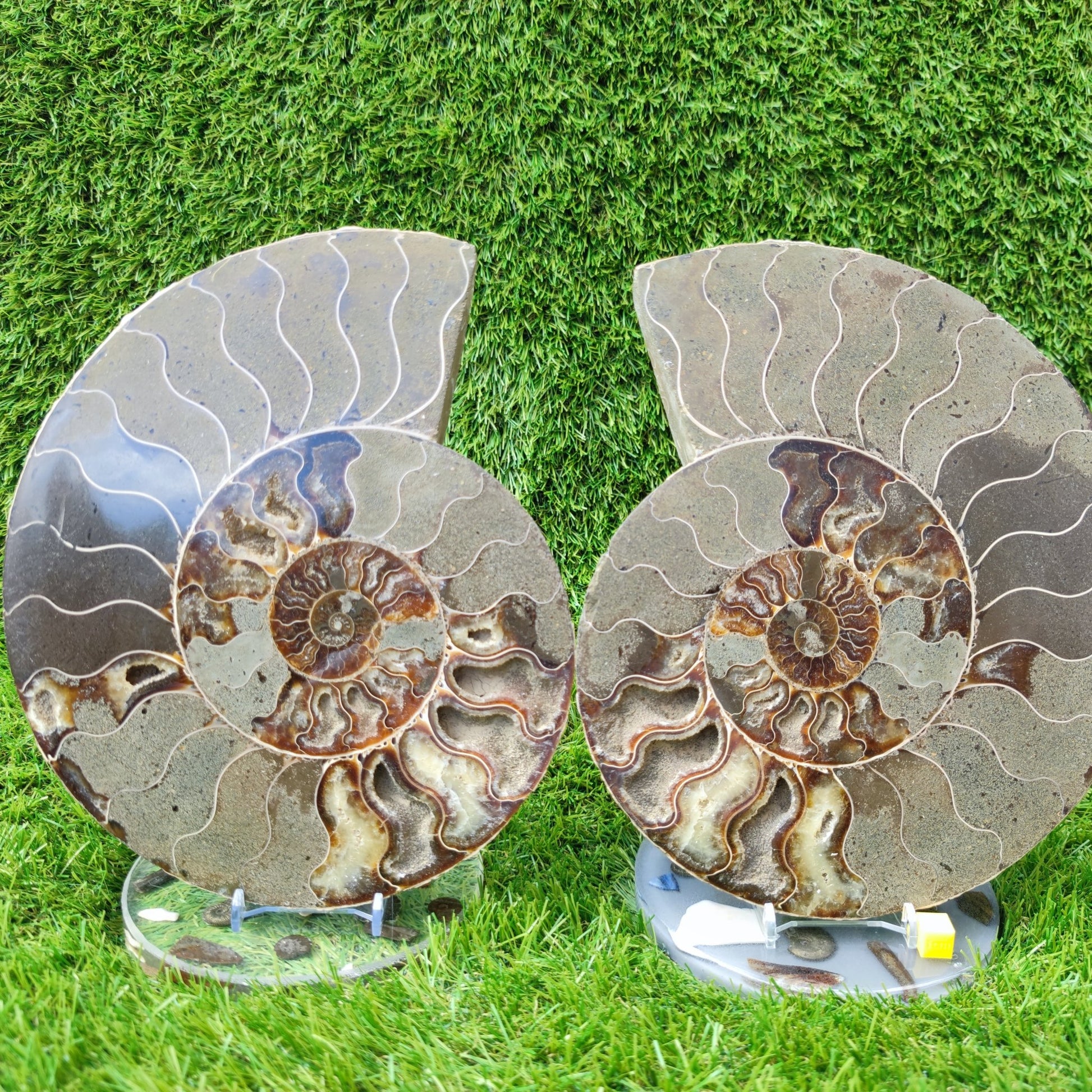 Ammonite fossil polished Madagascar enormous - North Yorkshire Fossils
