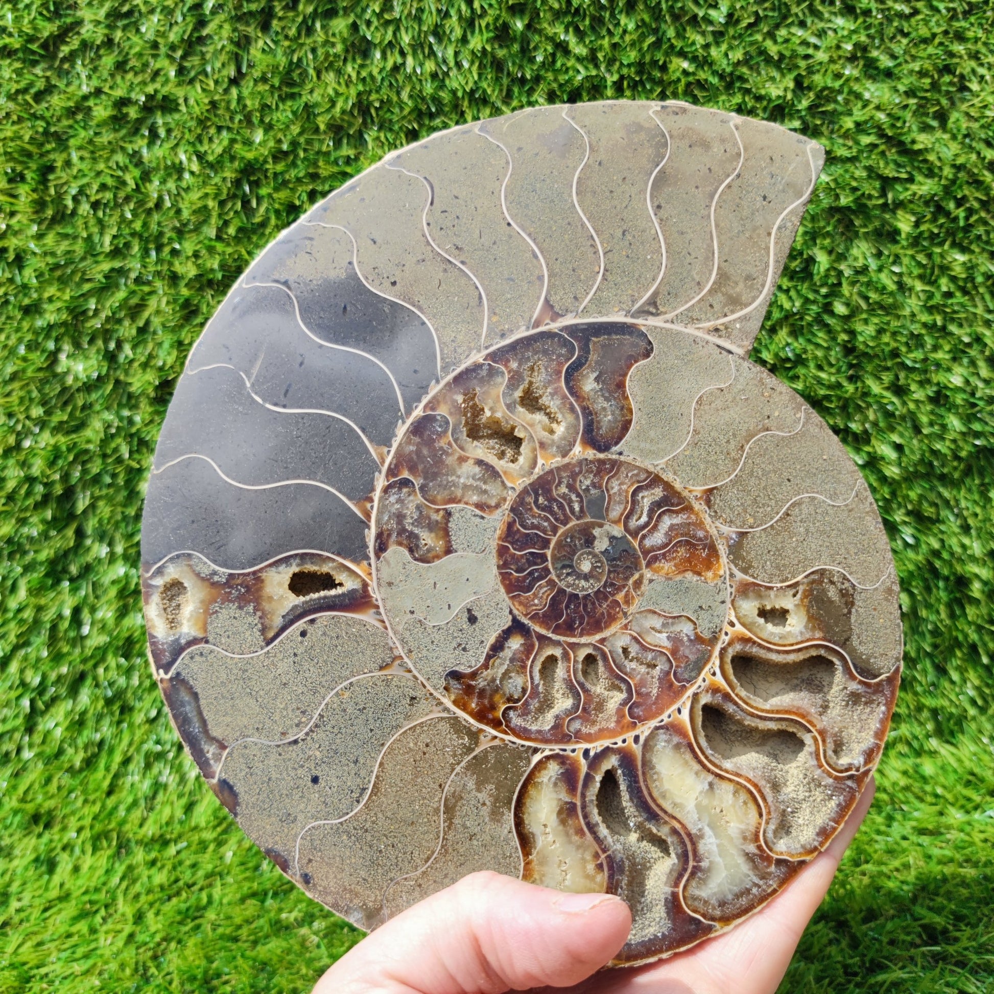 Ammonite fossil polished Madagascar enormous - North Yorkshire Fossils