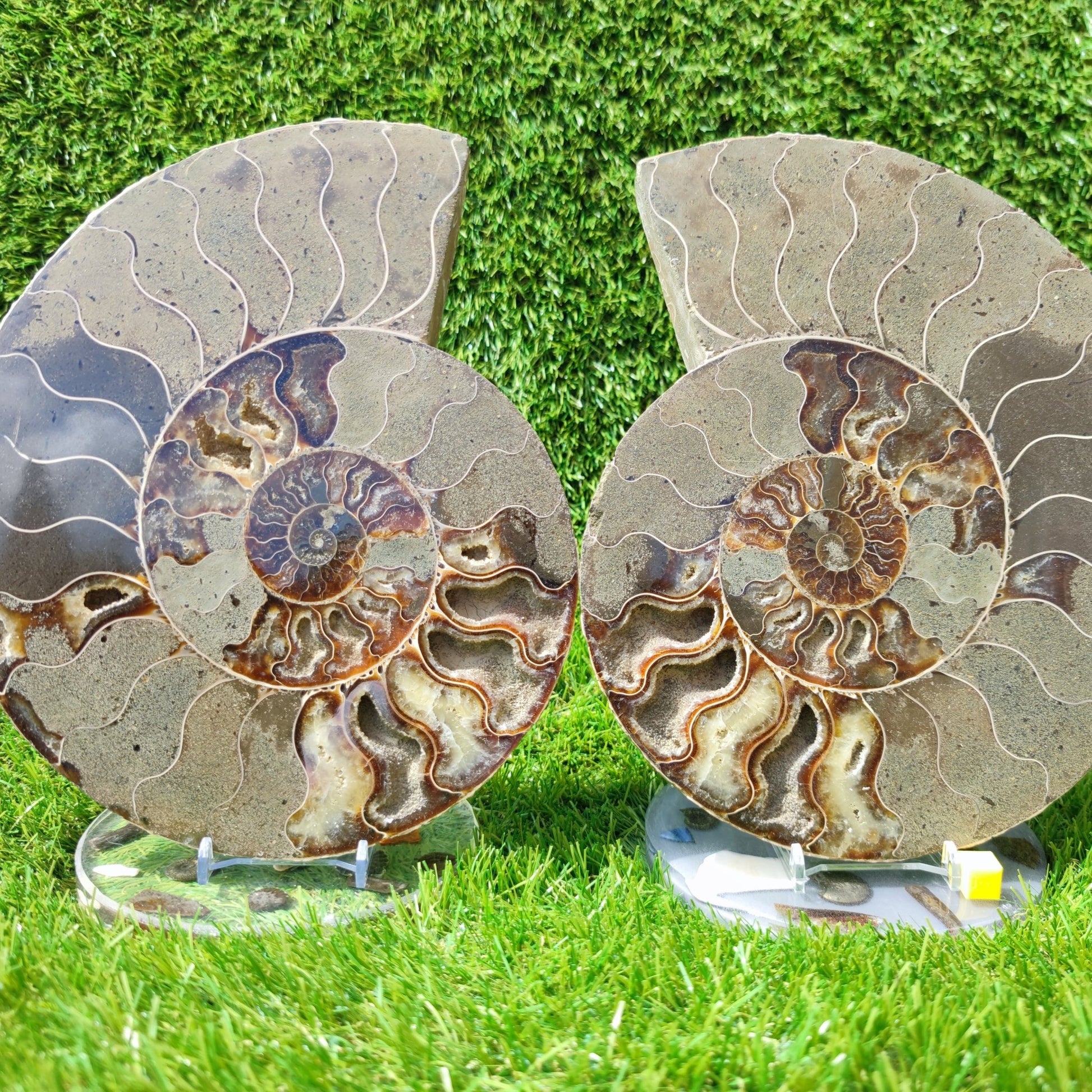 Ammonite fossil polished Madagascar enormous - North Yorkshire Fossils