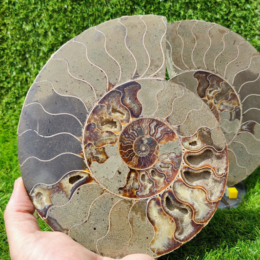 Ammonite fossil polished Madagascar enormous - North Yorkshire Fossils