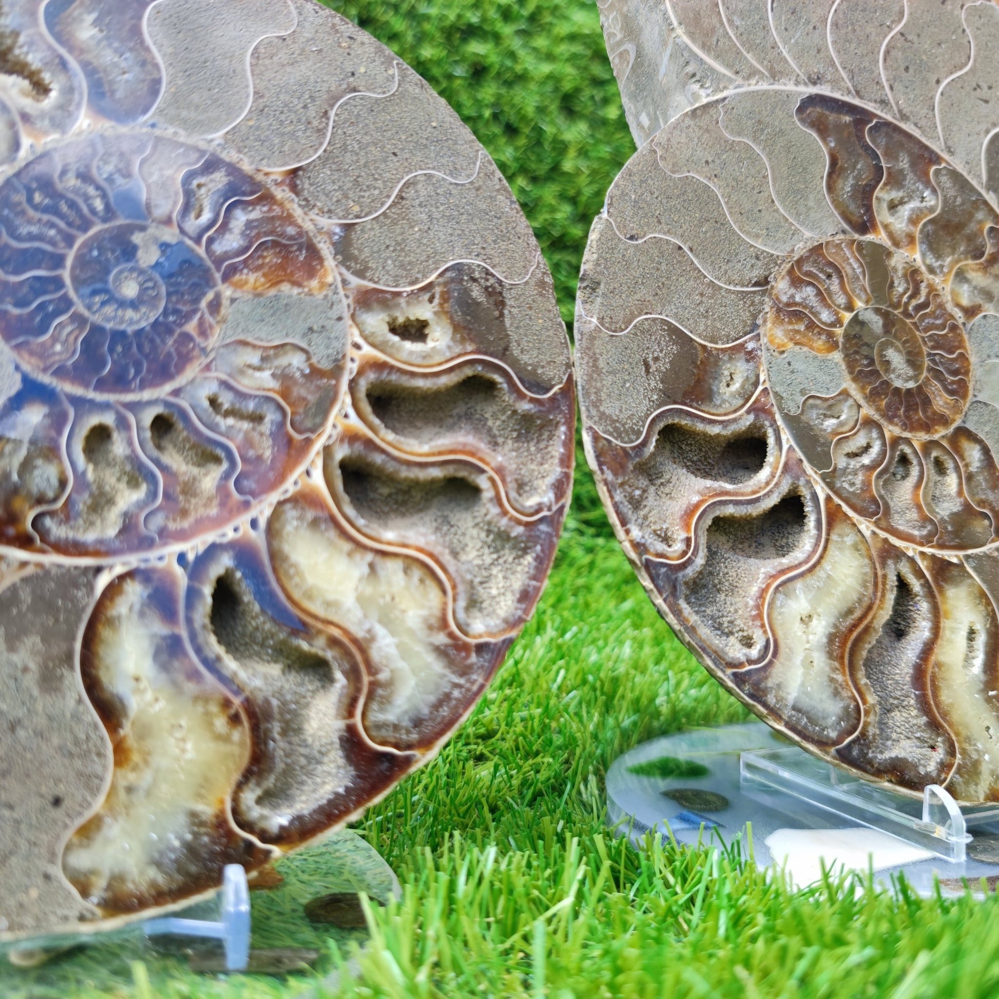 Ammonite fossil polished Madagascar enormous - North Yorkshire Fossils