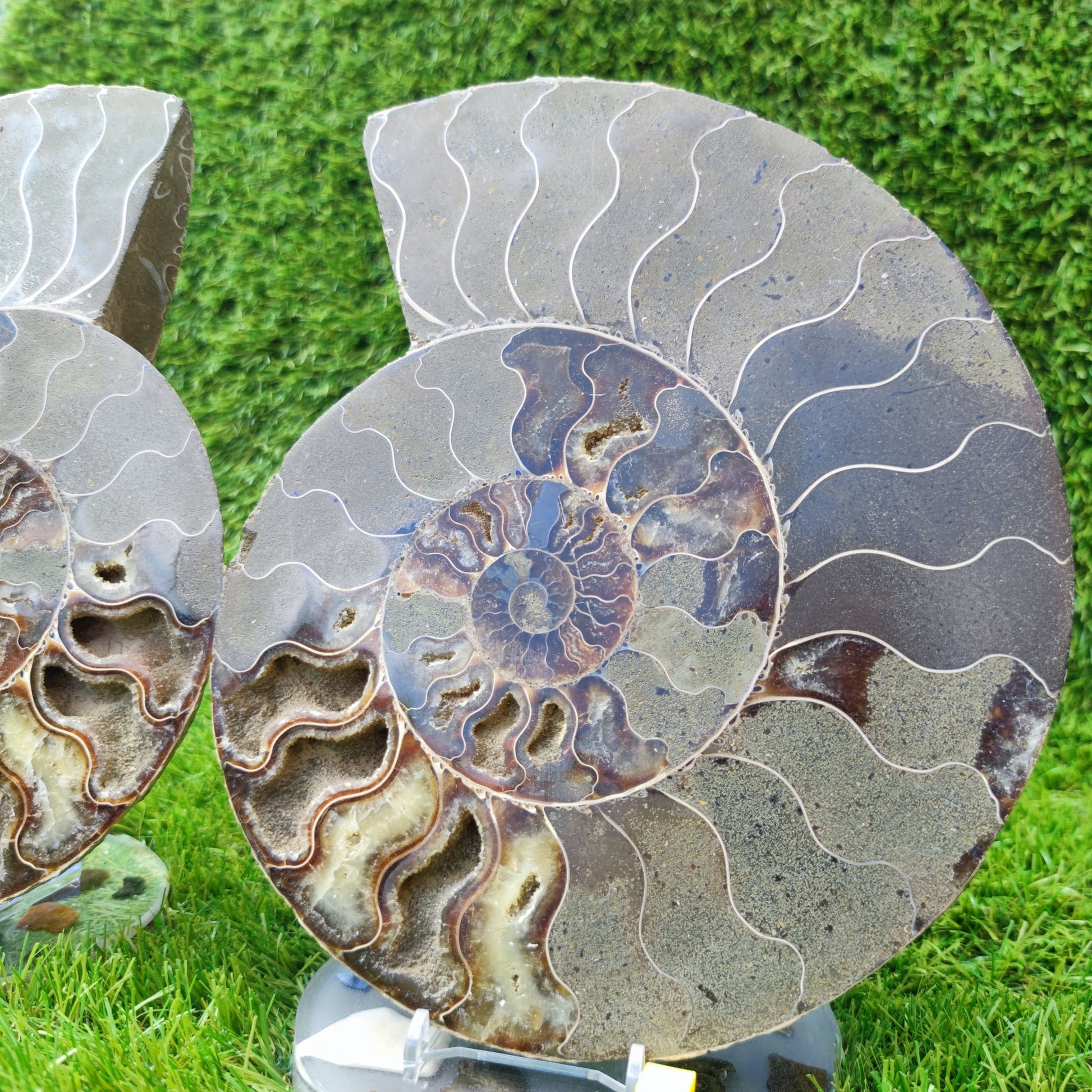 Ammonite fossil polished Madagascar enormous - North Yorkshire Fossils
