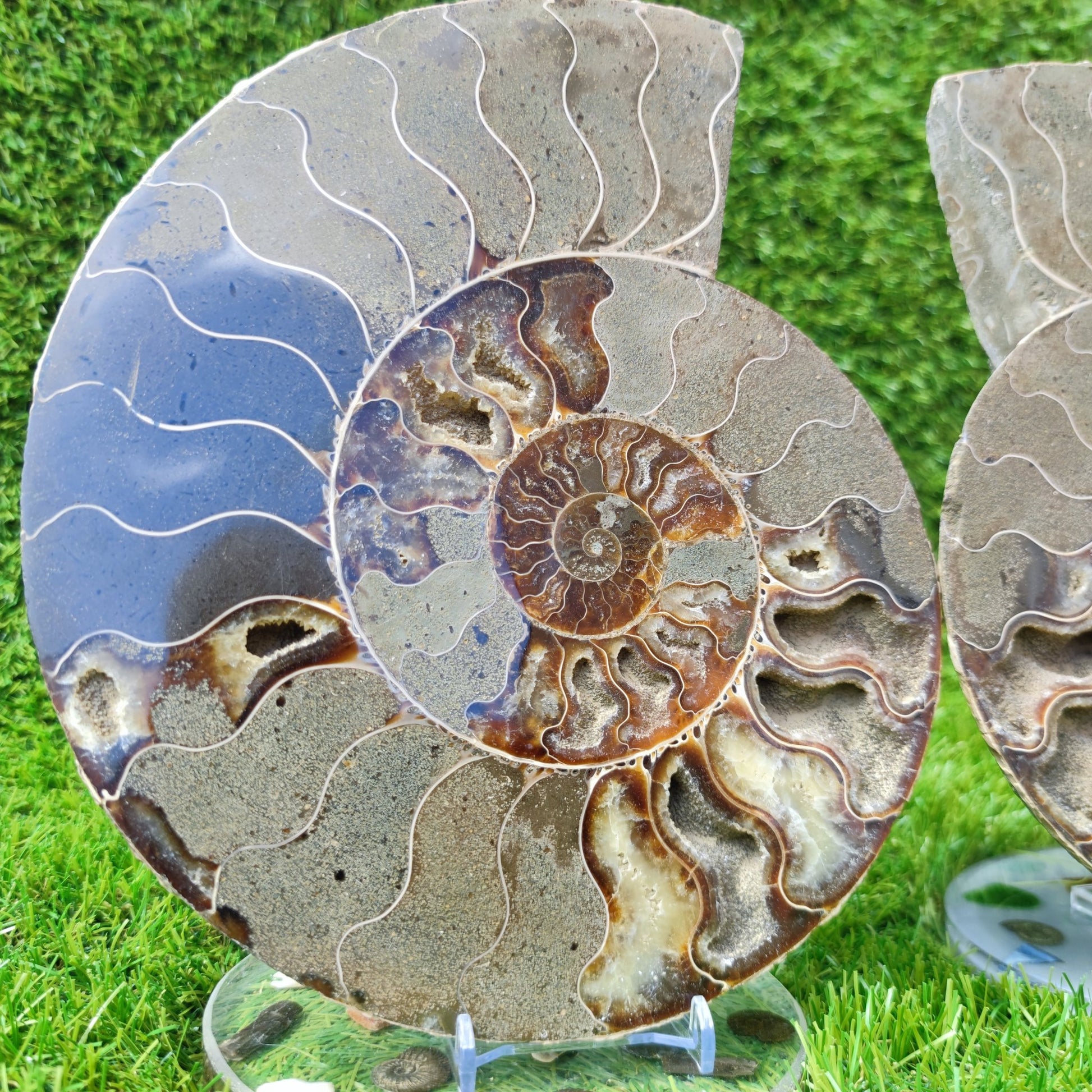 Ammonite fossil polished Madagascar enormous - North Yorkshire Fossils