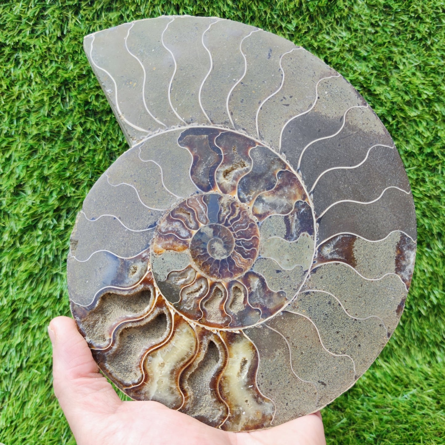 Ammonite fossil polished Madagascar enormous - North Yorkshire Fossils