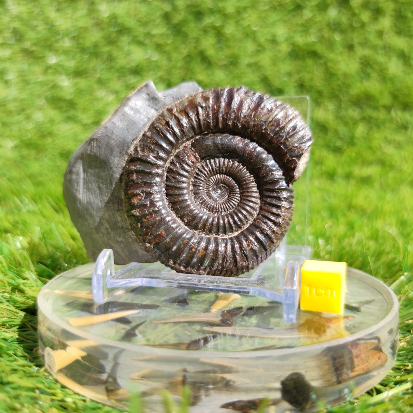 Ammonite fossil Port Mulgrave Yorkshire dactylioceras - North Yorkshire Fossils