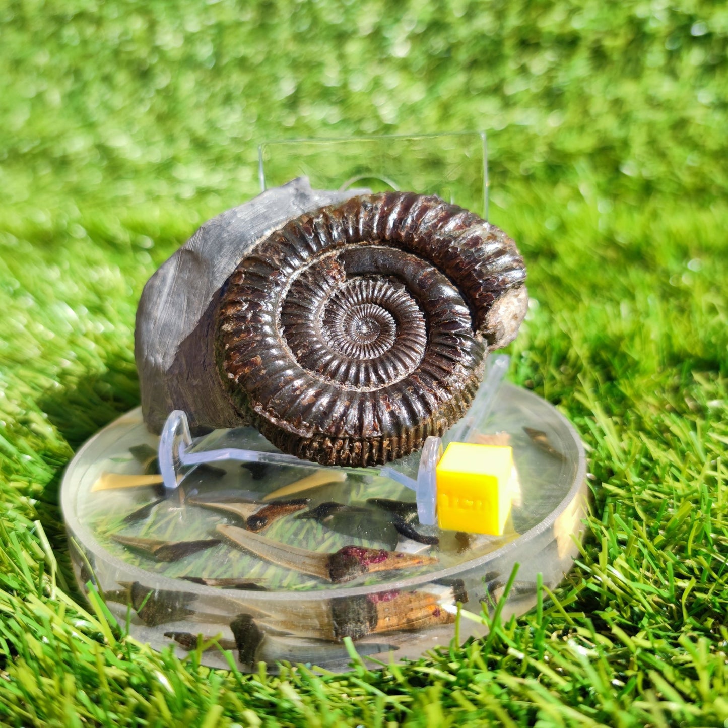 Ammonite fossil Port Mulgrave Yorkshire dactylioceras - North Yorkshire Fossils