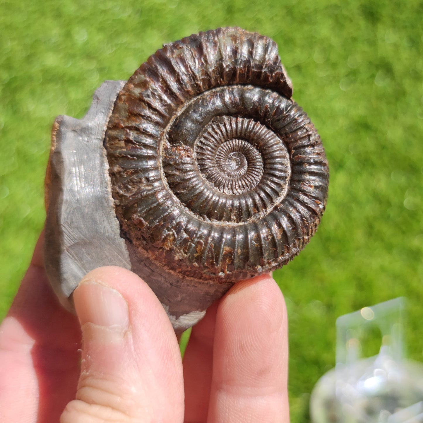 Ammonite fossil Port Mulgrave Yorkshire dactylioceras - North Yorkshire Fossils