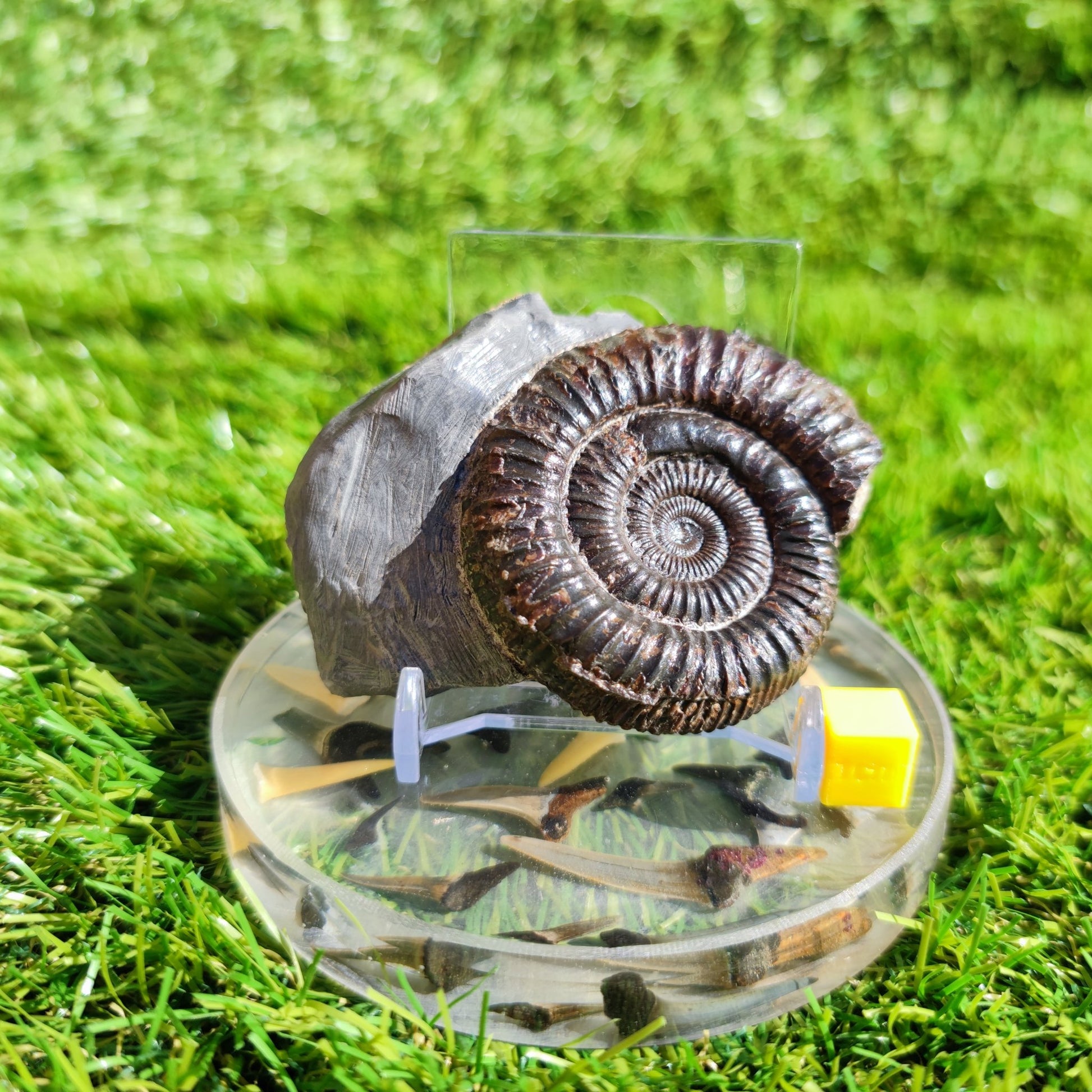 Ammonite fossil Port Mulgrave Yorkshire dactylioceras - North Yorkshire Fossils