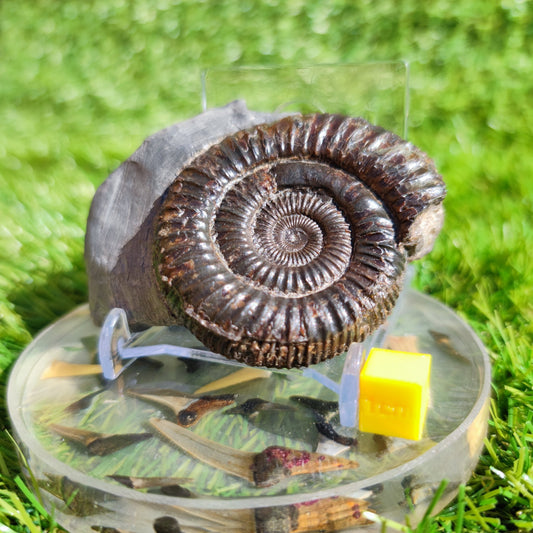 Ammonite fossil Port Mulgrave Yorkshire dactylioceras - North Yorkshire Fossils