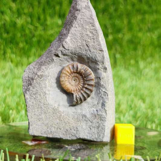 Ammonite fossil Promicroceras Charmouth - North Yorkshire Fossils