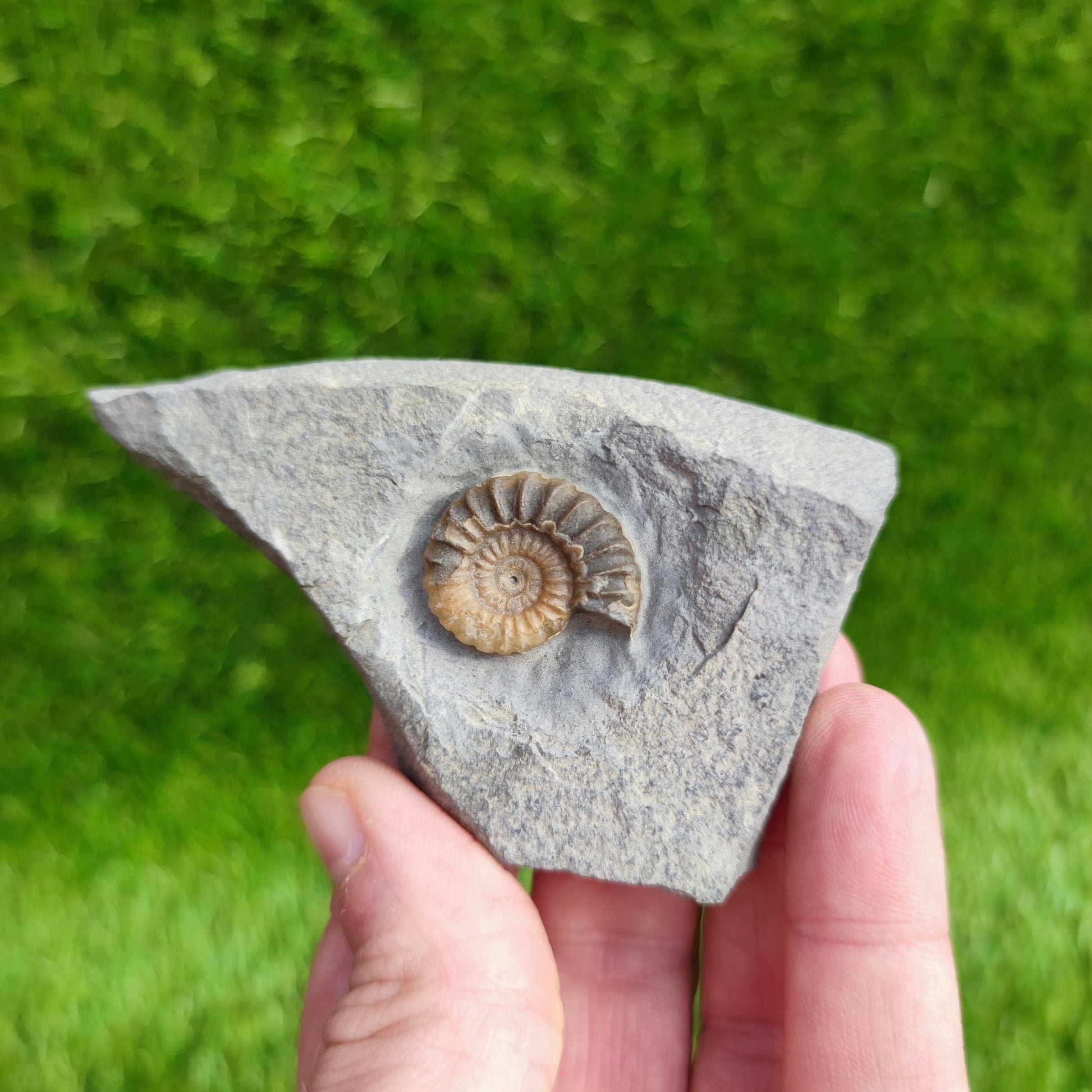 Ammonite fossil Promicroceras Charmouth - North Yorkshire Fossils
