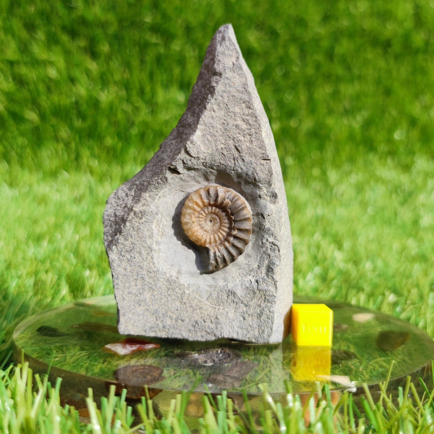 Ammonite fossil Promicroceras Charmouth - North Yorkshire Fossils