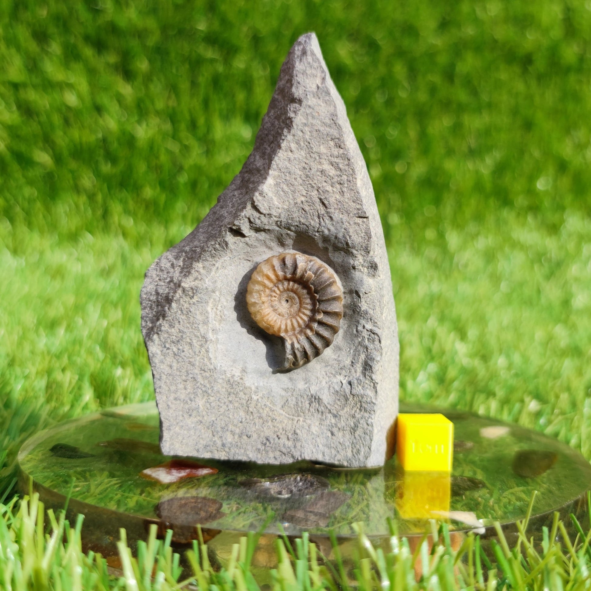 Ammonite fossil Promicroceras Charmouth - North Yorkshire Fossils