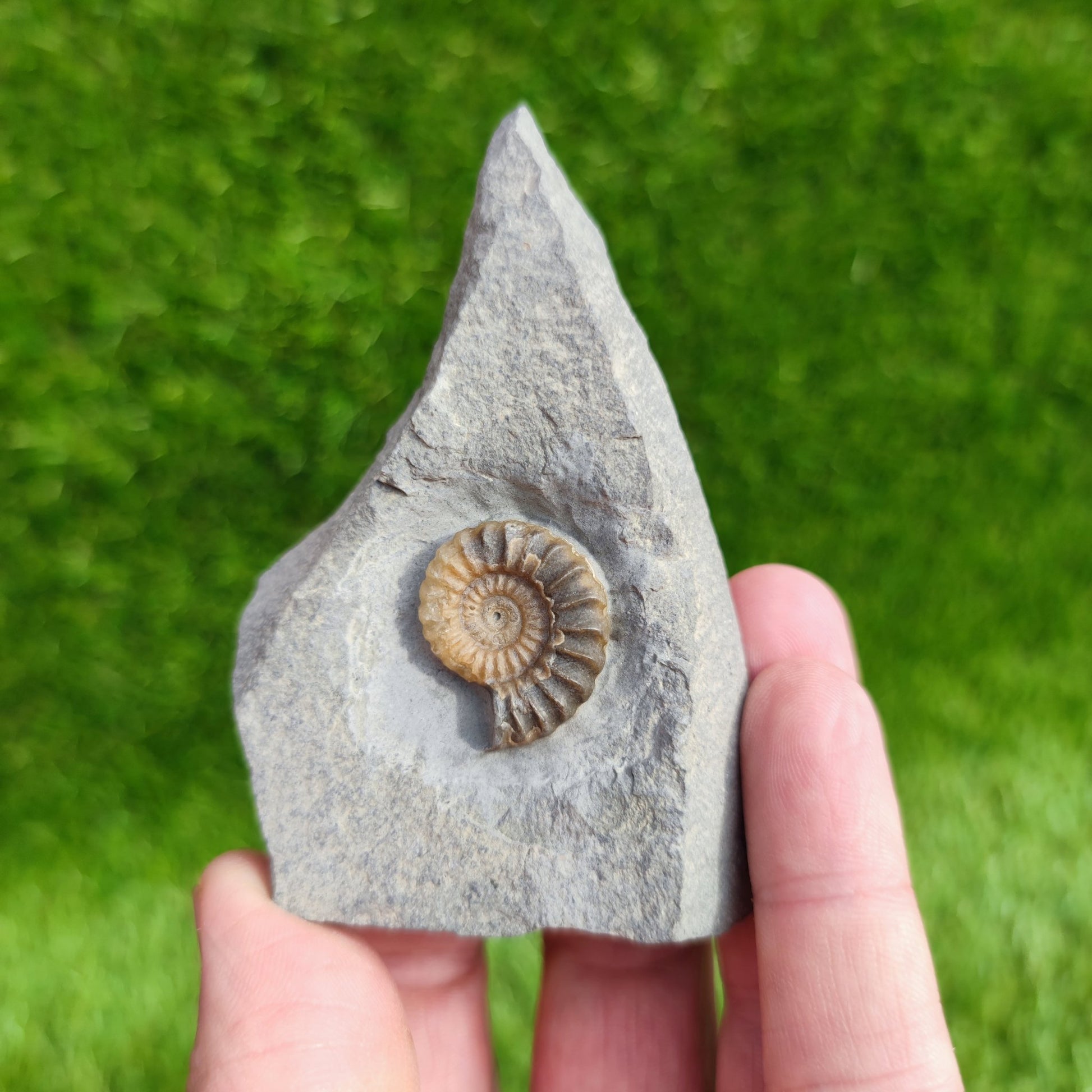 Ammonite fossil Promicroceras Charmouth - North Yorkshire Fossils