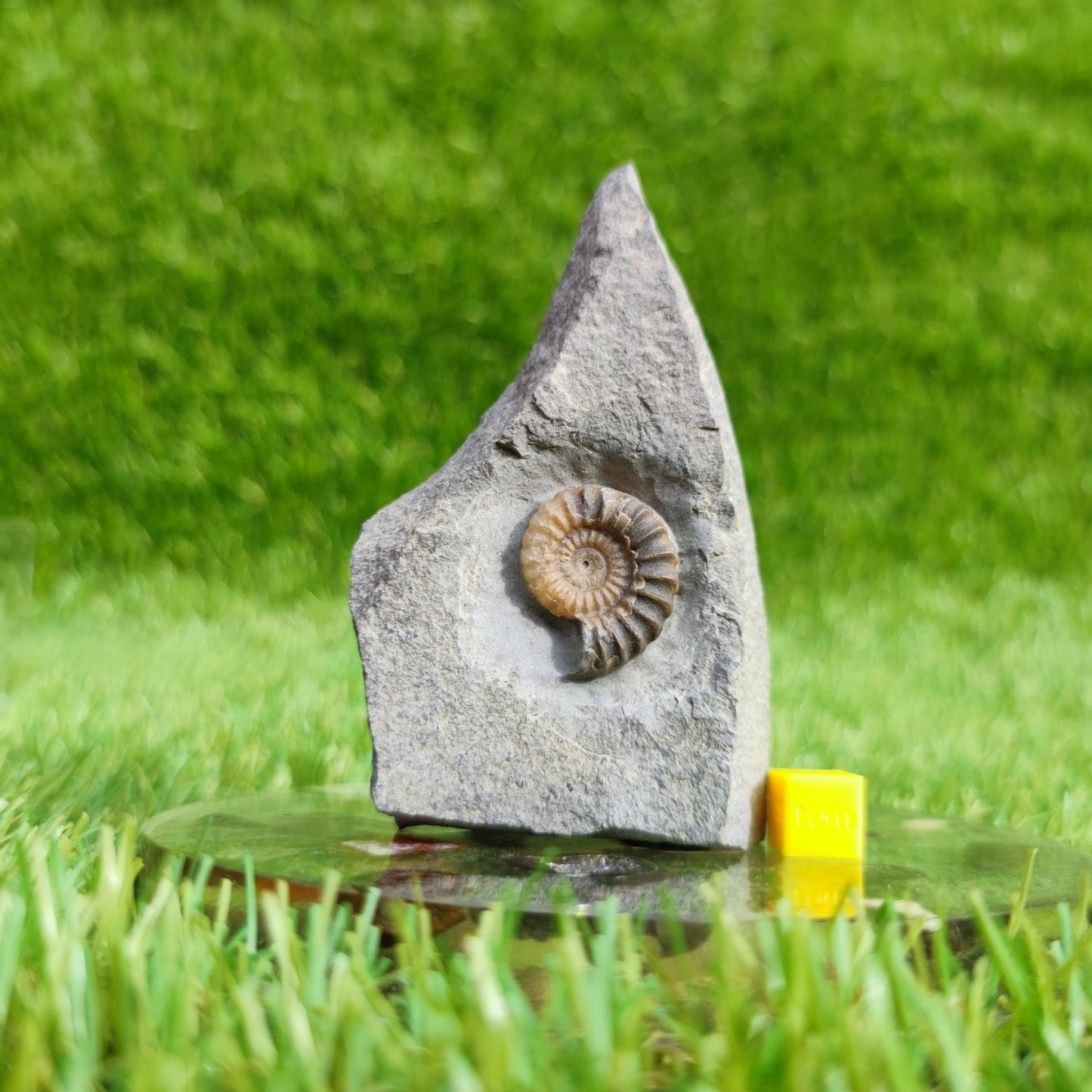 Ammonite fossil Promicroceras Charmouth - North Yorkshire Fossils