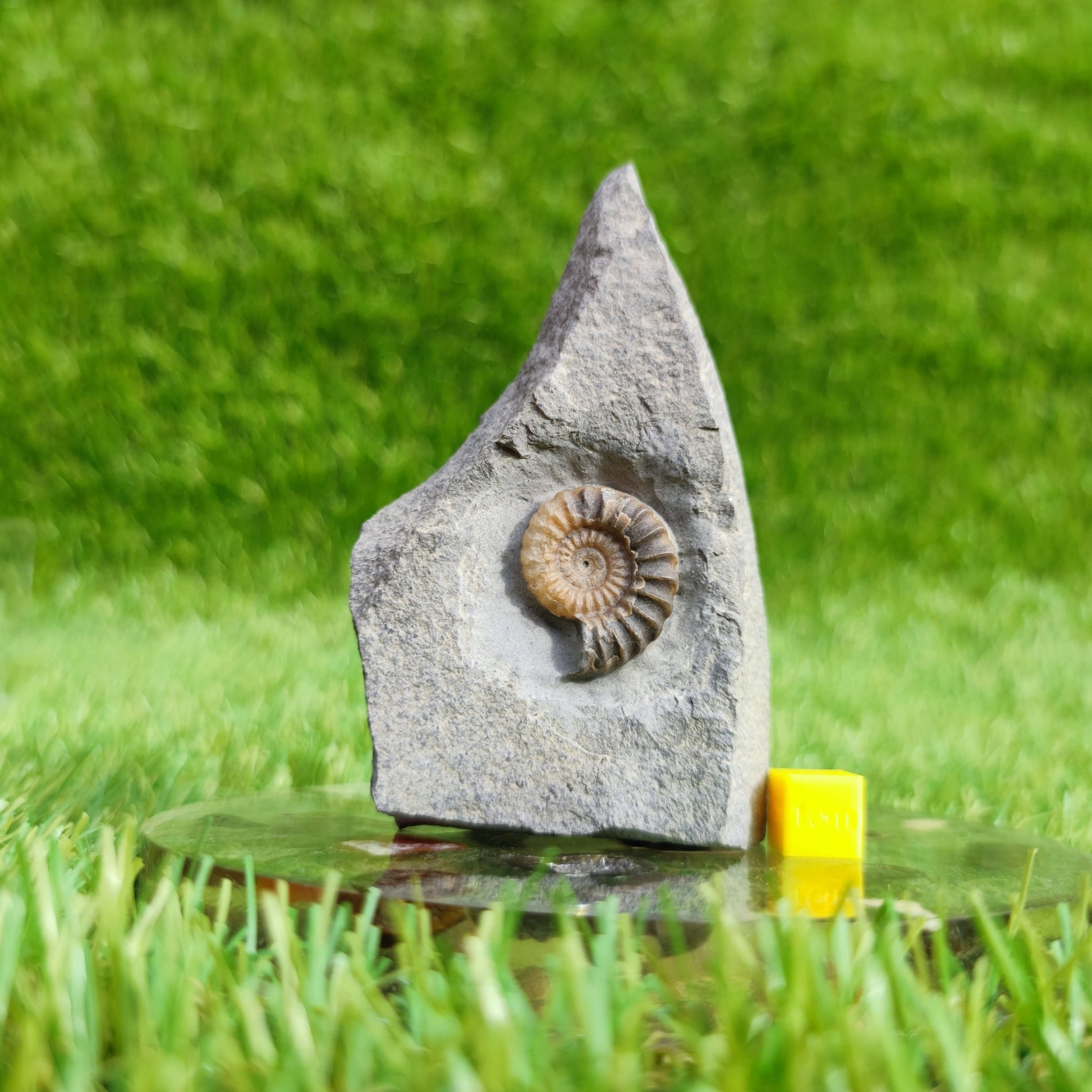 Ammonite fossil Promicroceras Charmouth - North Yorkshire Fossils