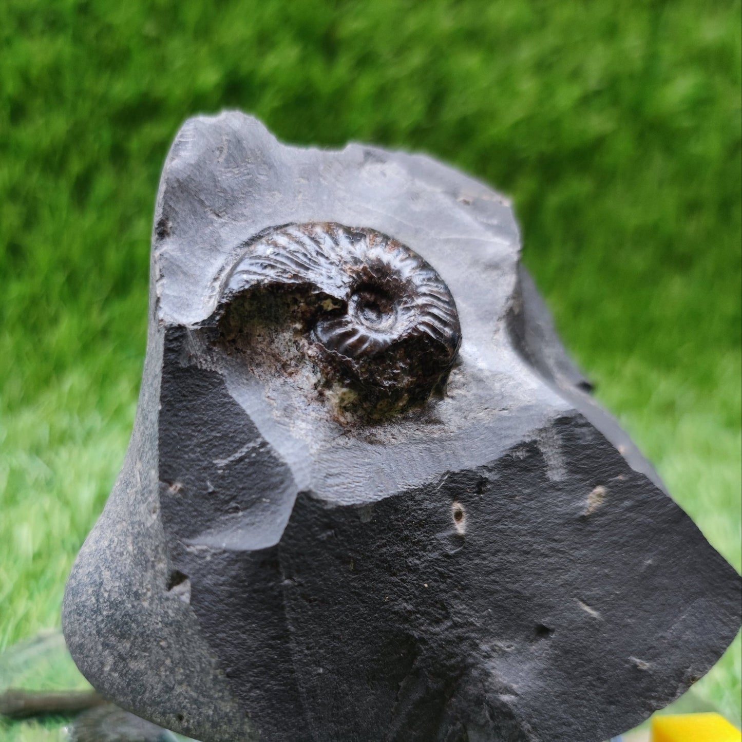 Ammonite fossil pseudolioceras North Yorkshire fossils - North Yorkshire Fossils