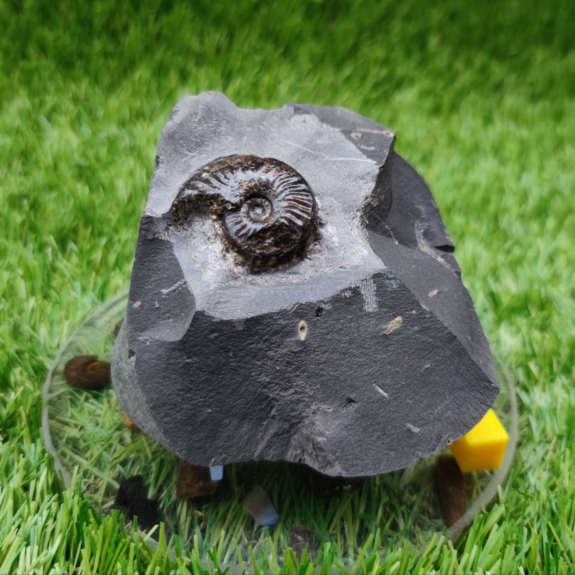 Ammonite fossil pseudolioceras North Yorkshire fossils - North Yorkshire Fossils