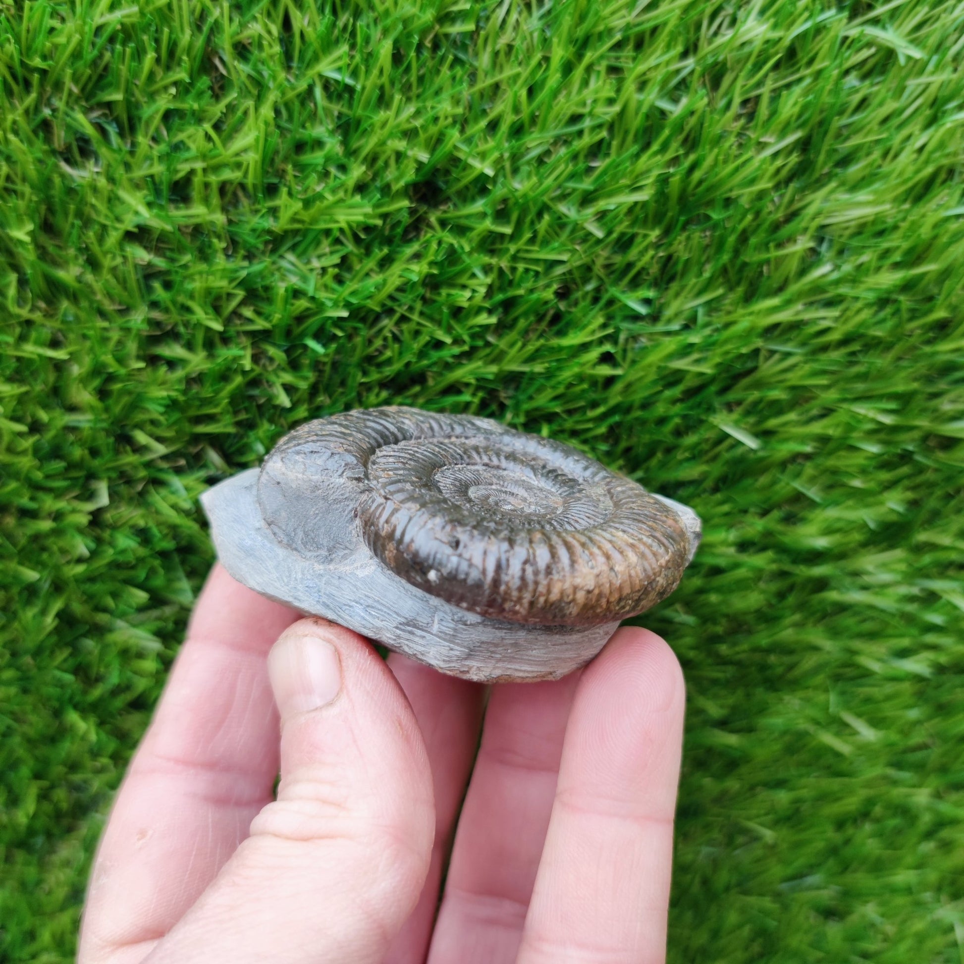 Ammonite fossil Runswick Bay - North Yorkshire Fossils