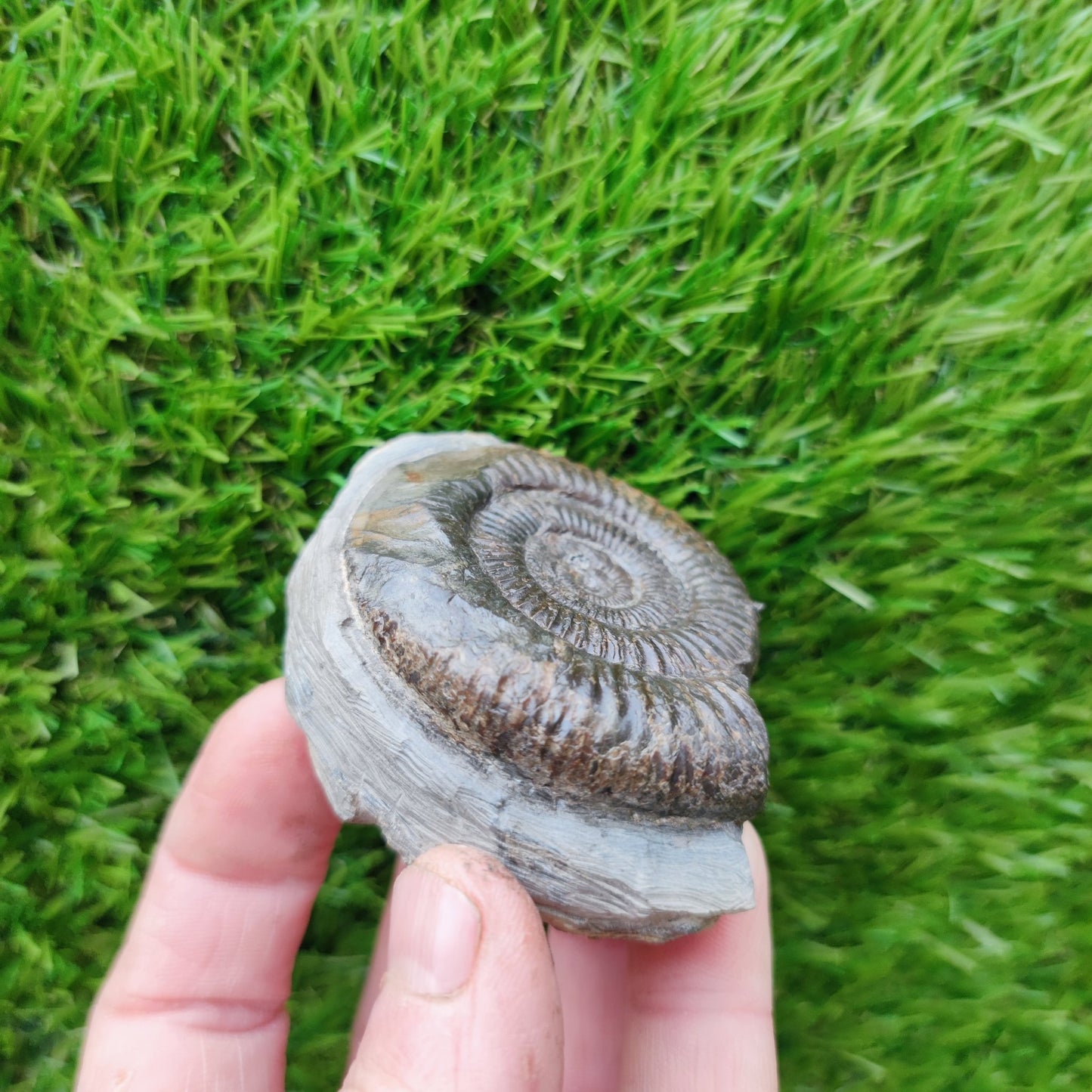 Ammonite fossil Runswick Bay - North Yorkshire Fossils
